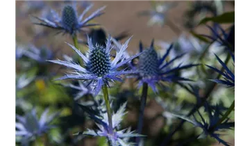 Gartenbaumschule Becker