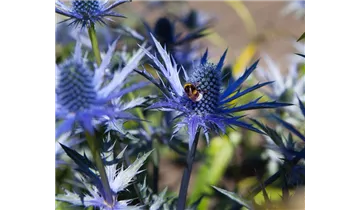 Gartenbaumschule Becker