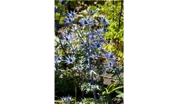 Gartenbaumschule Becker