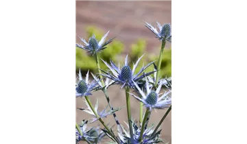 Gartenbaumschule Becker