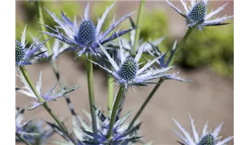 Gartenbaumschule Becker