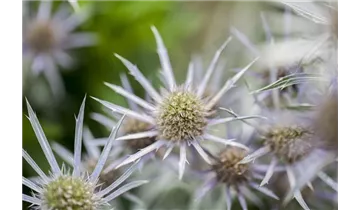 Gartenbaumschule Becker
