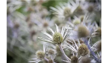 Gartenbaumschule Becker