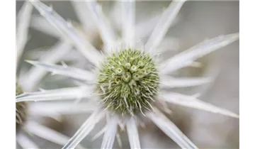 Gartenbaumschule Becker