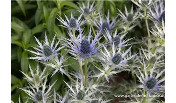 Gartenbaumschule Becker