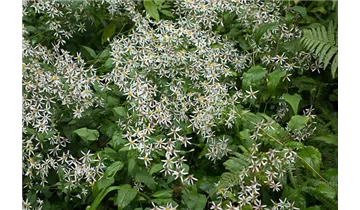 Gartenbaumschule Becker