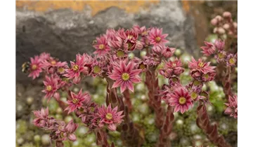 Gartenbaumschule Becker