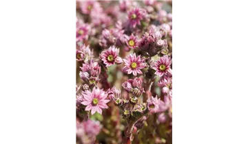 Gartenbaumschule Becker