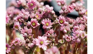 Gartenbaumschule Becker