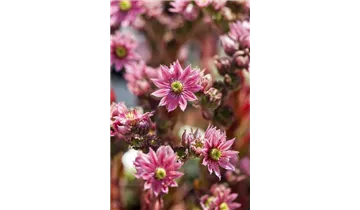 Gartenbaumschule Becker