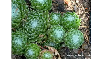 Gartenbaumschule Becker