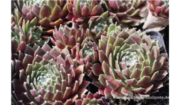 Gartenbaumschule Becker