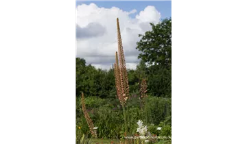 Gartenbaumschule Becker