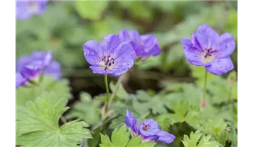 Gartenbaumschule Becker