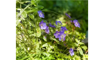 Gartenbaumschule Becker