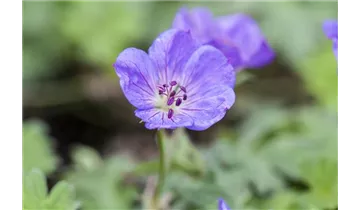 Gartenbaumschule Becker