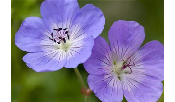 Gartenbaumschule Becker