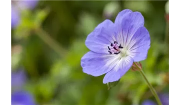 Gartenbaumschule Becker
