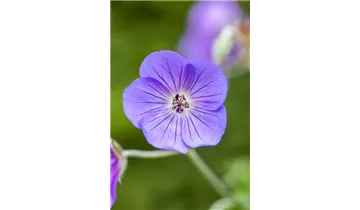 Gartenbaumschule Becker