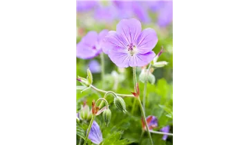 Gartenbaumschule Becker