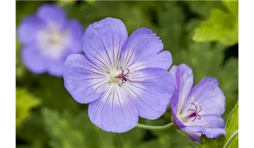 Gartenbaumschule Becker