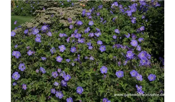 Gartenbaumschule Becker