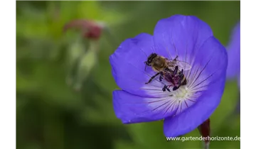 Gartenbaumschule Becker