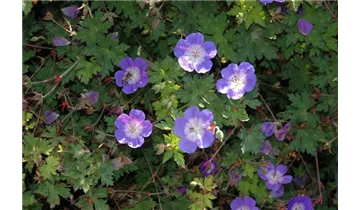 Gartenbaumschule Becker