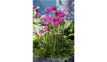 Gartenbaumschule Becker