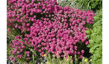 Gartenbaumschule Becker