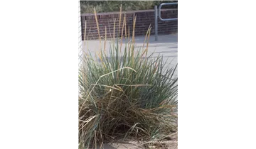 Gartenbaumschule Becker