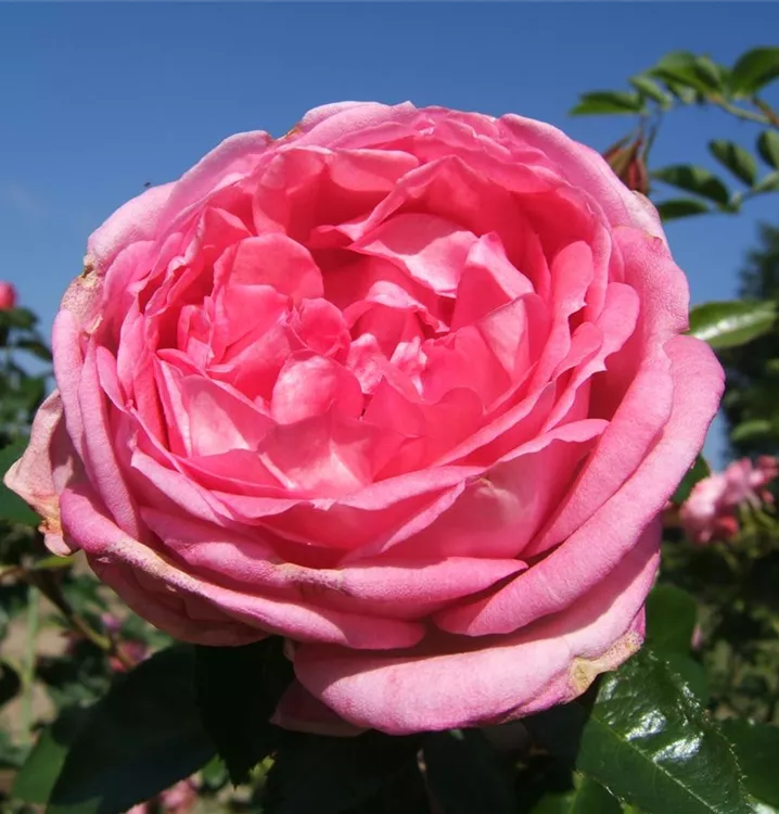 Rosa 'La Rose de Molinard'®