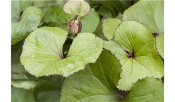 Gartenbaumschule Becker