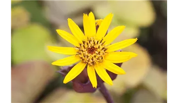 Gartenbaumschule Becker