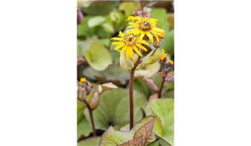 Gartenbaumschule Becker
