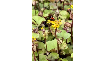 Gartenbaumschule Becker