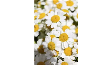 Gartenbaumschule Becker