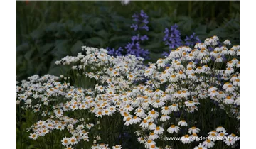 Gartenbaumschule Becker