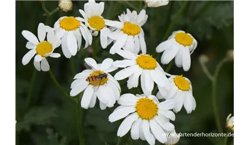 Gartenbaumschule Becker
