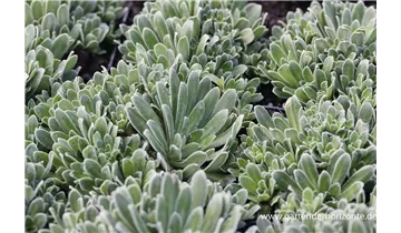 Gartenbaumschule Becker