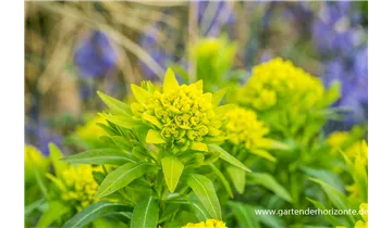 Gartenbaumschule Becker