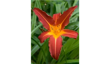 Gartenbaumschule Becker