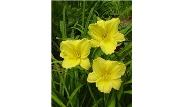 Gartenbaumschule Becker