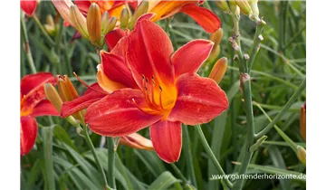 Gartenbaumschule Becker