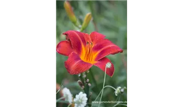 Gartenbaumschule Becker