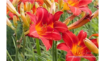 Gartenbaumschule Becker