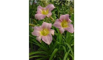 Gartenbaumschule Becker