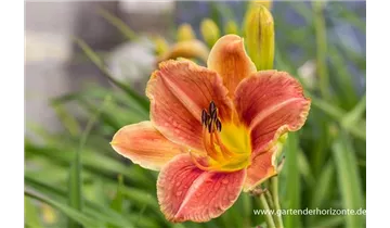 Gartenbaumschule Becker