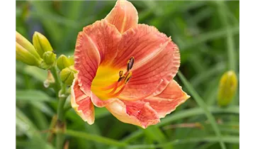 Gartenbaumschule Becker