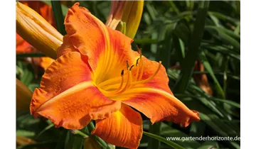 Gartenbaumschule Becker